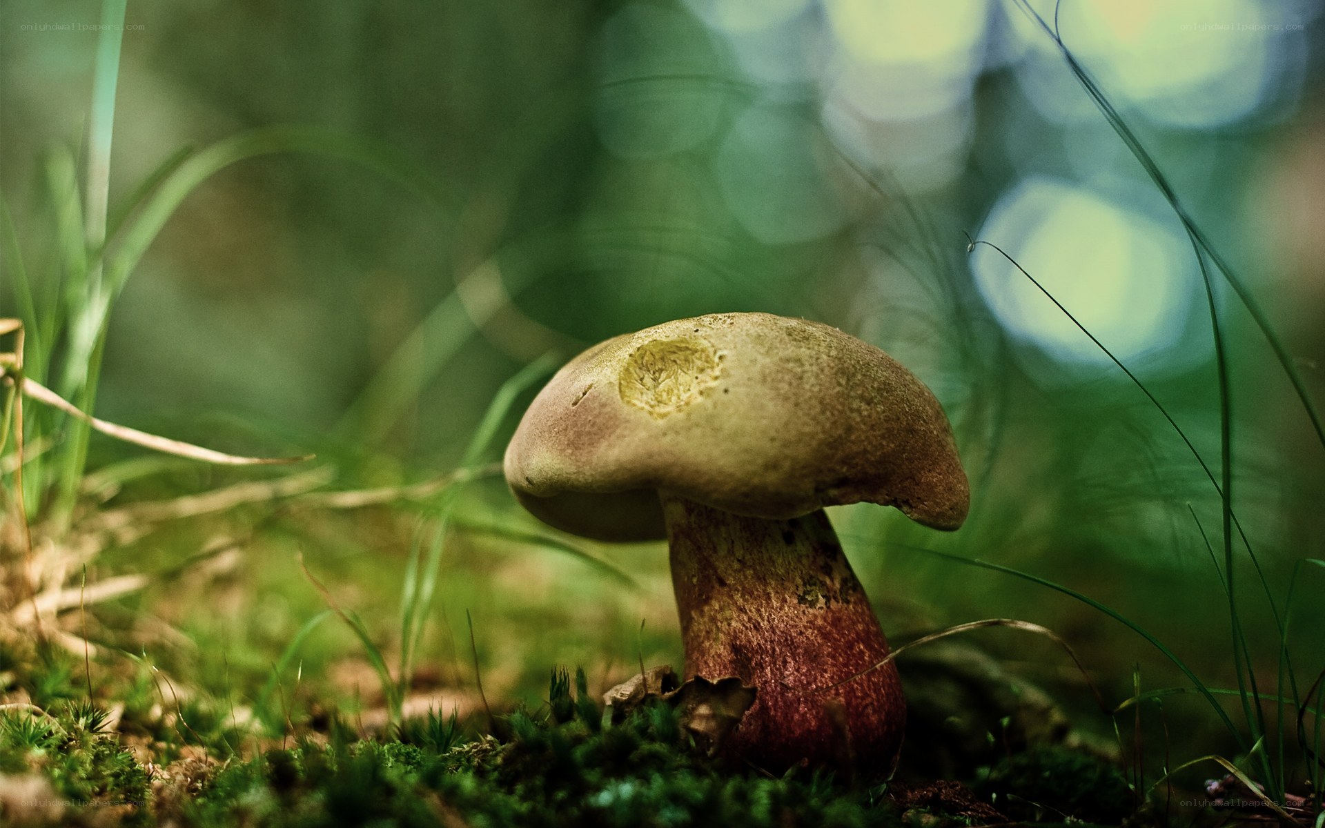 mushroom in forest moss