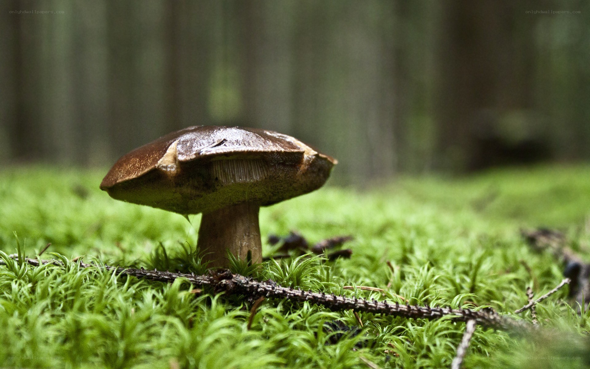 mushroom in forest moss