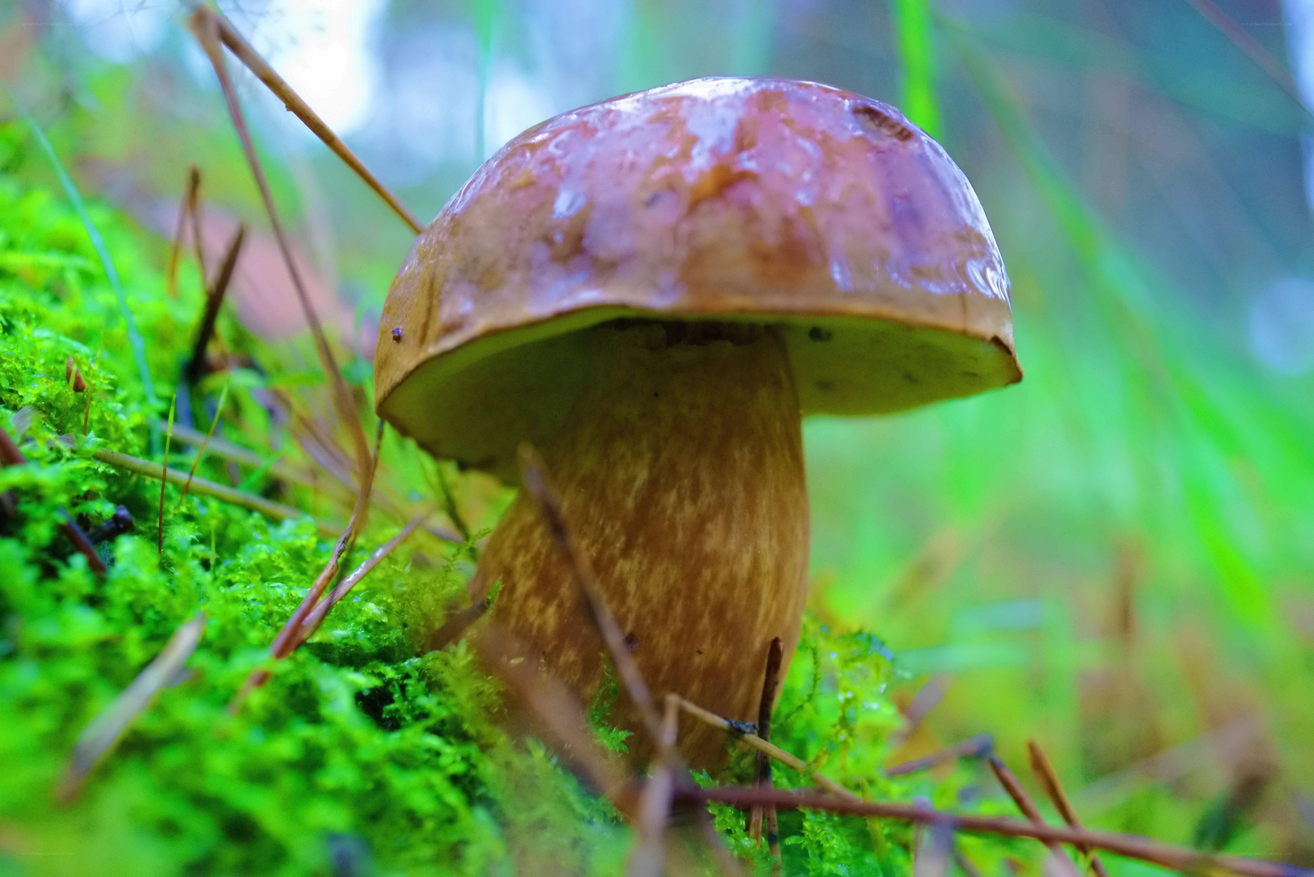 mushroom in forest moss