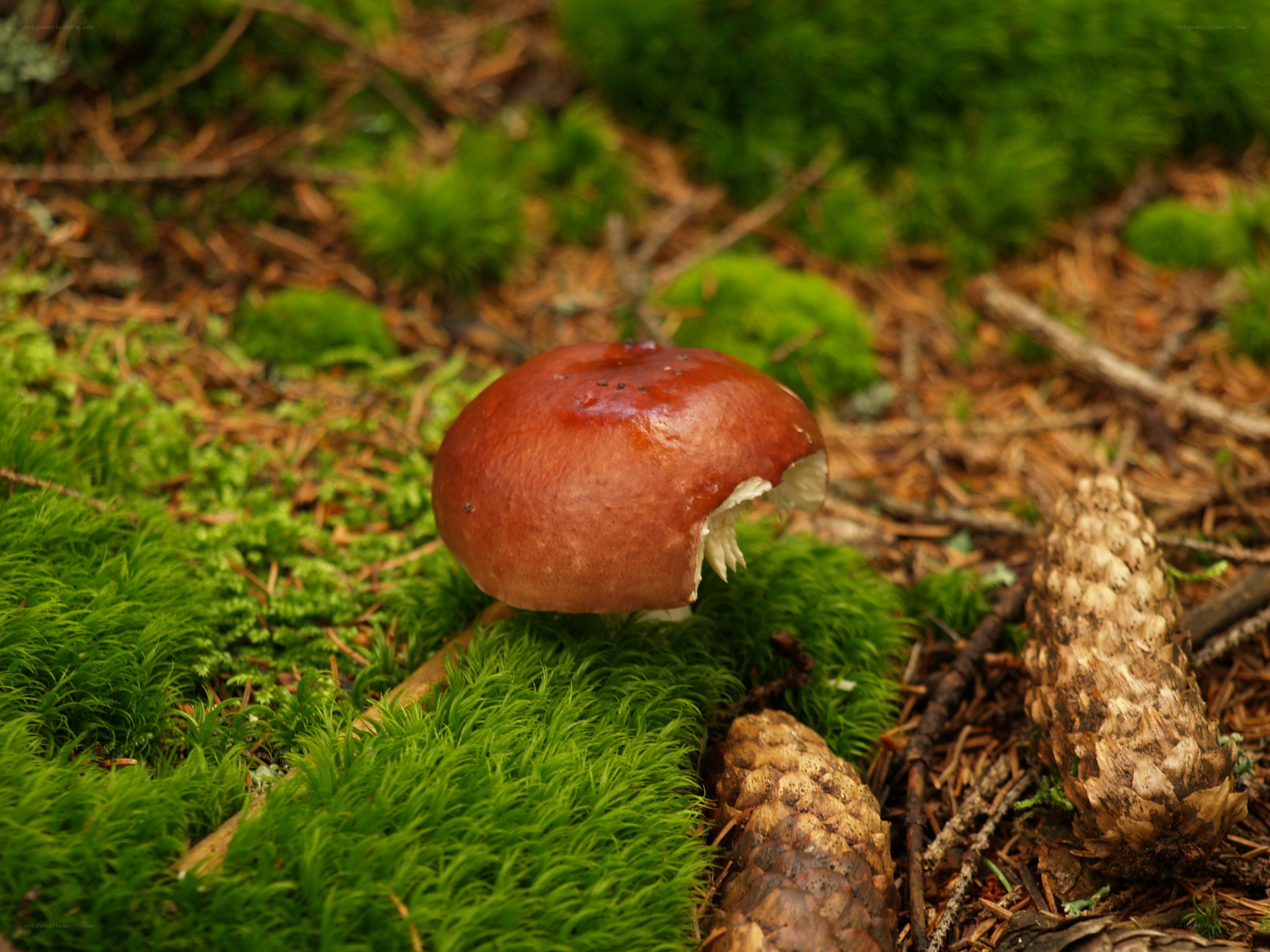 Mushroom in forest moss