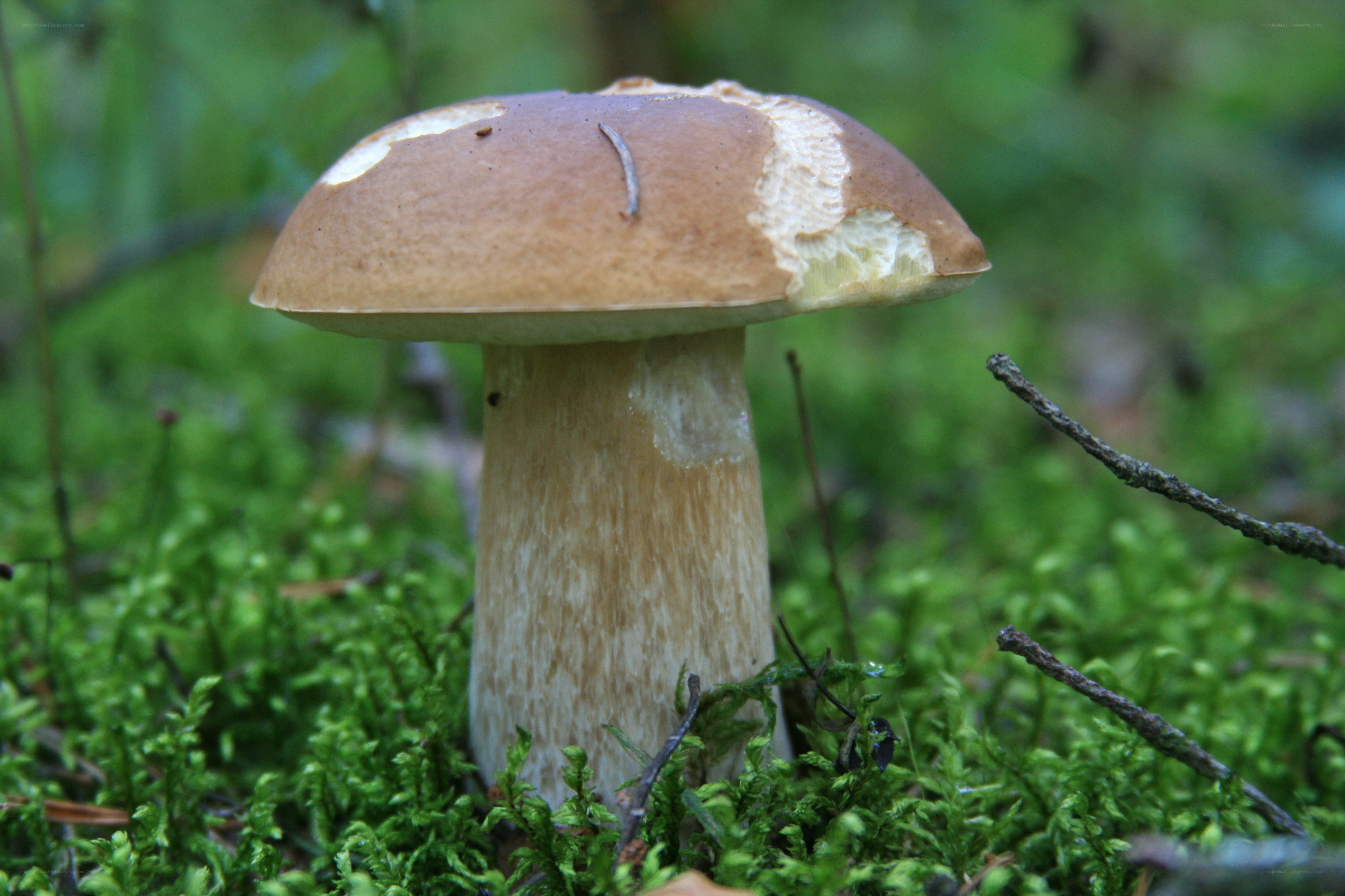 mushroom in forest moss