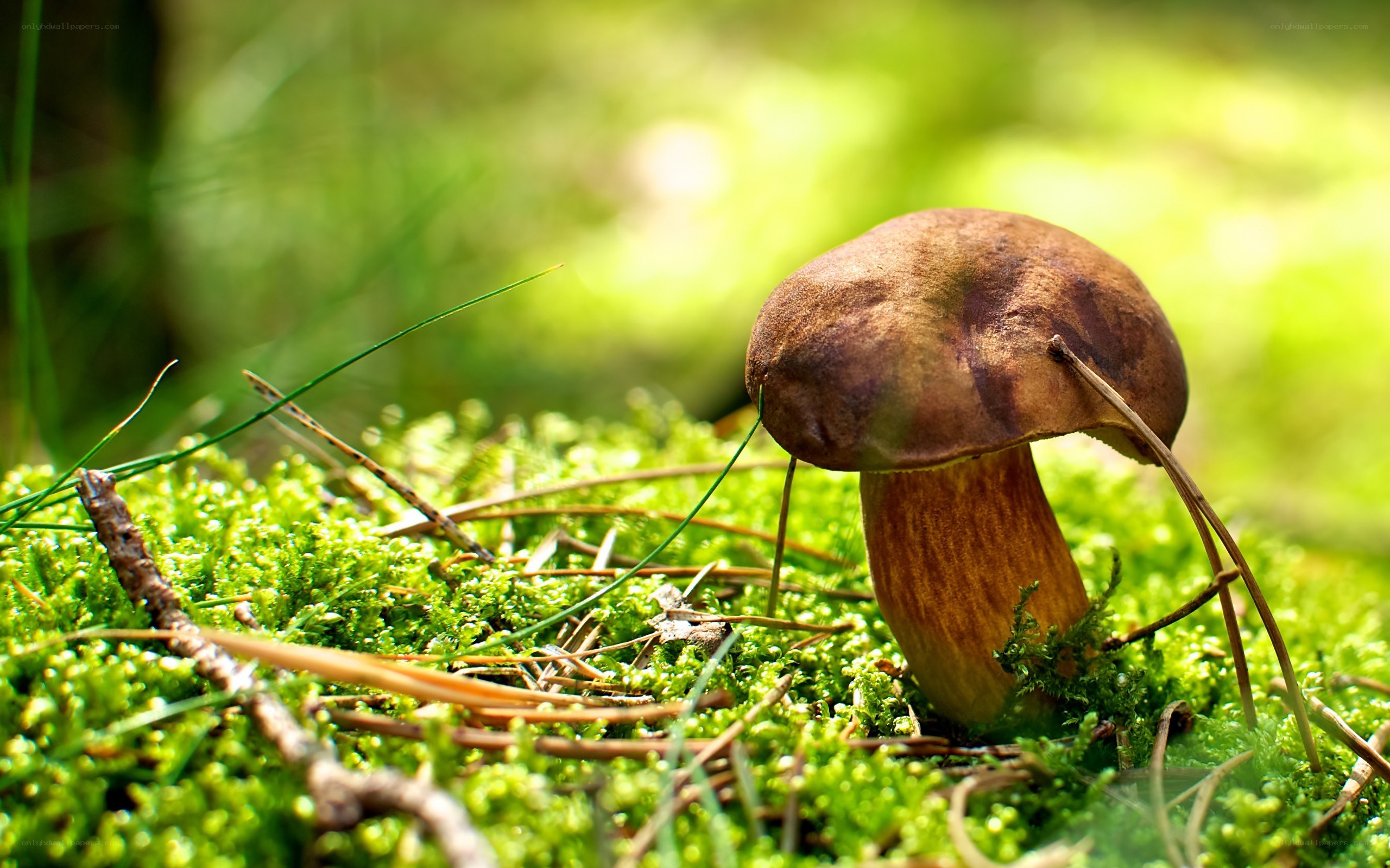 mushroom in forest moss