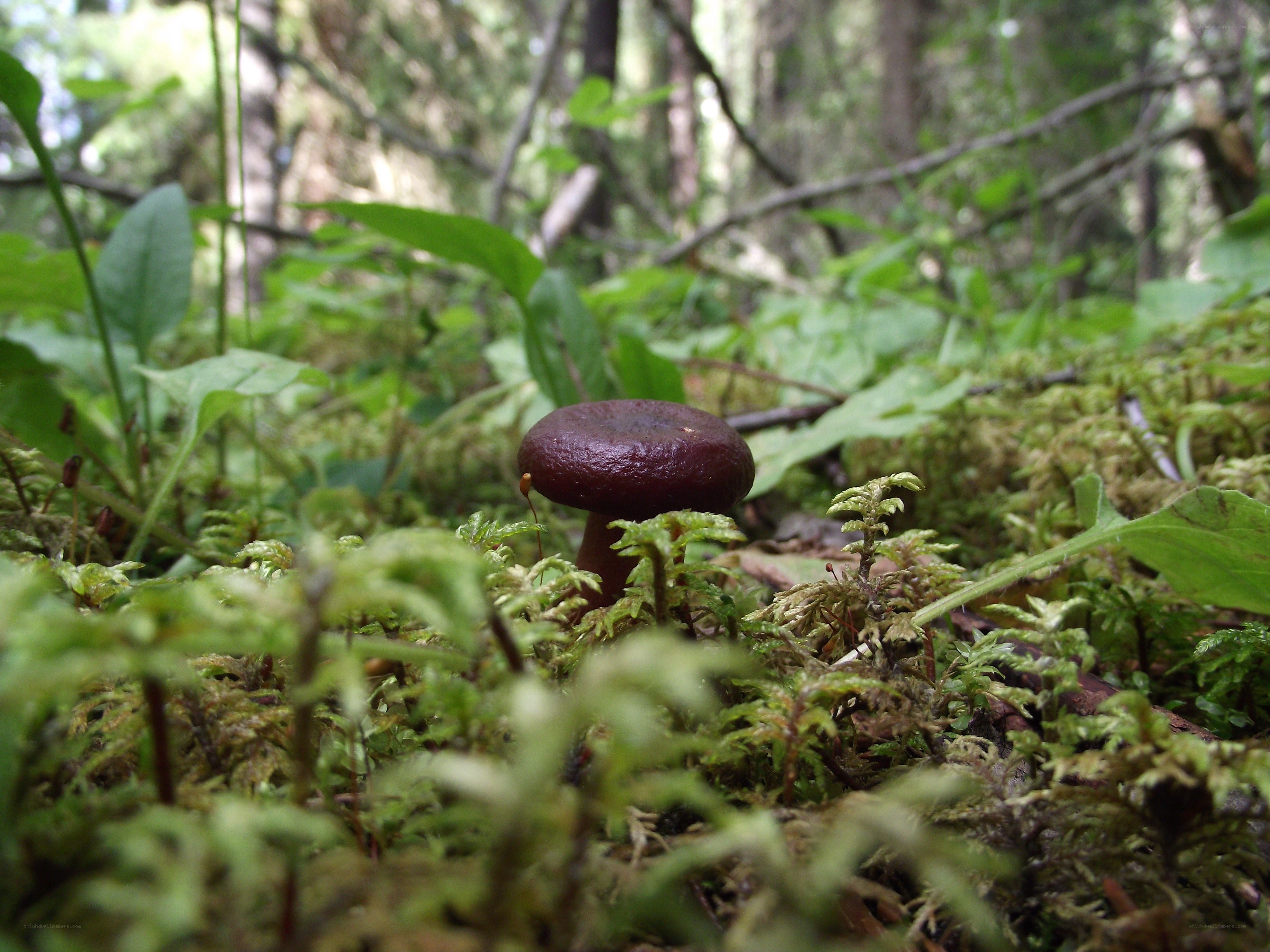 Mushroom in forest moss