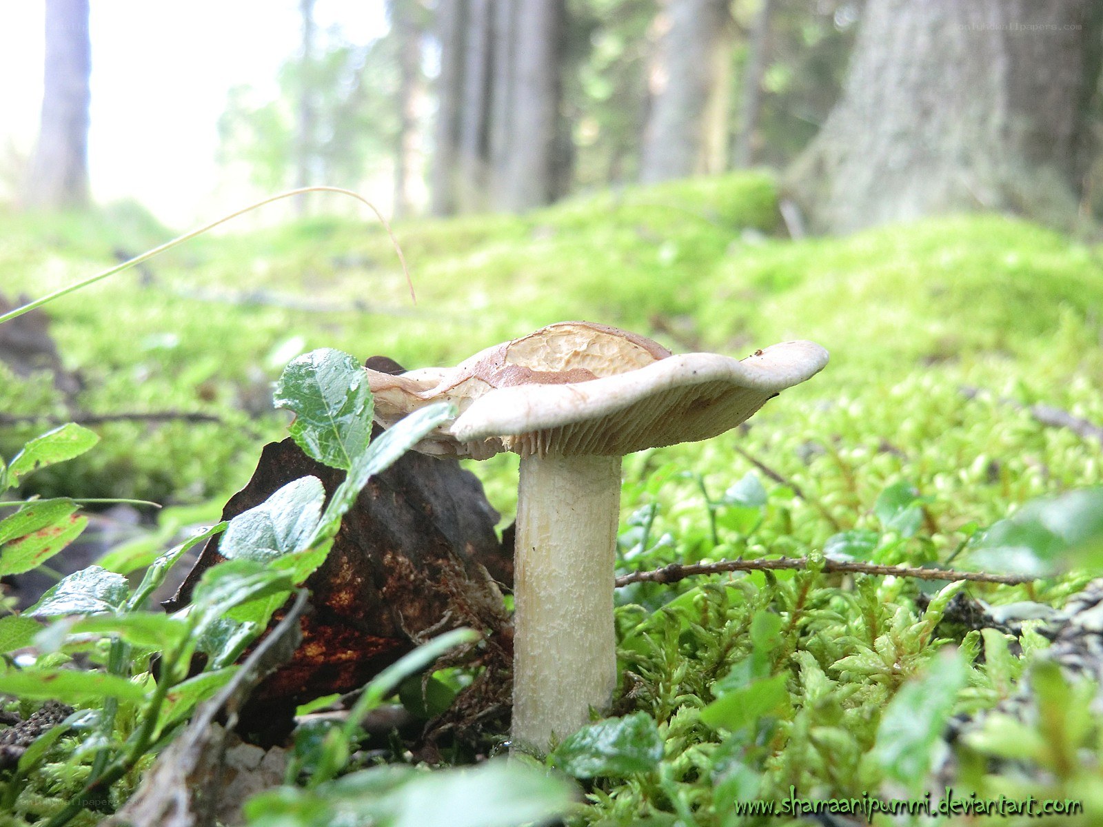 Mushroom in forest moss
