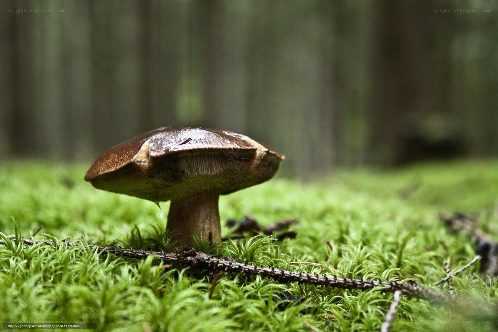 mushroom in forest moss