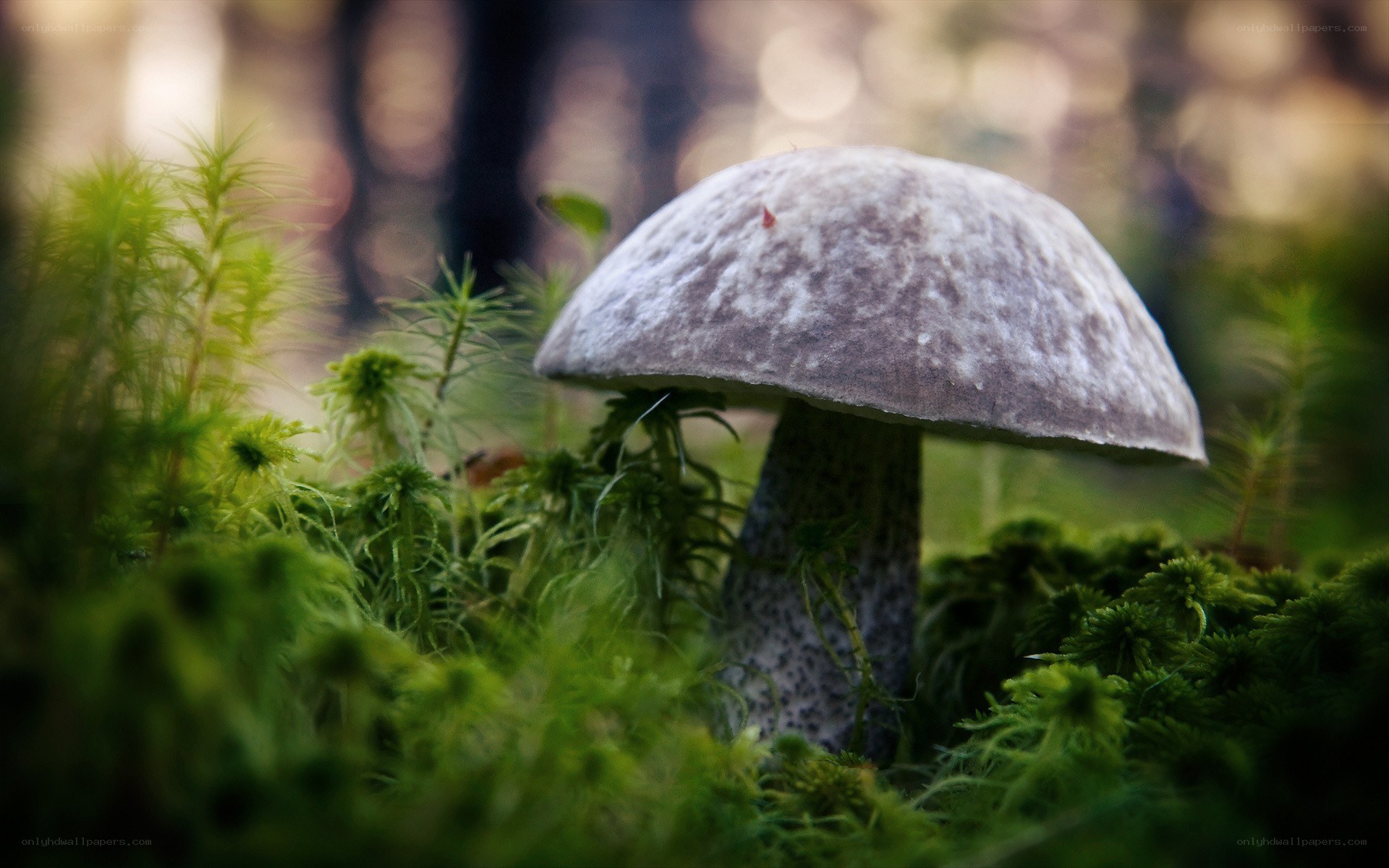 mushroom in forest moss