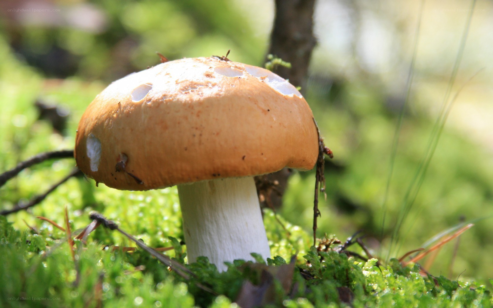 mushroom in forest moss