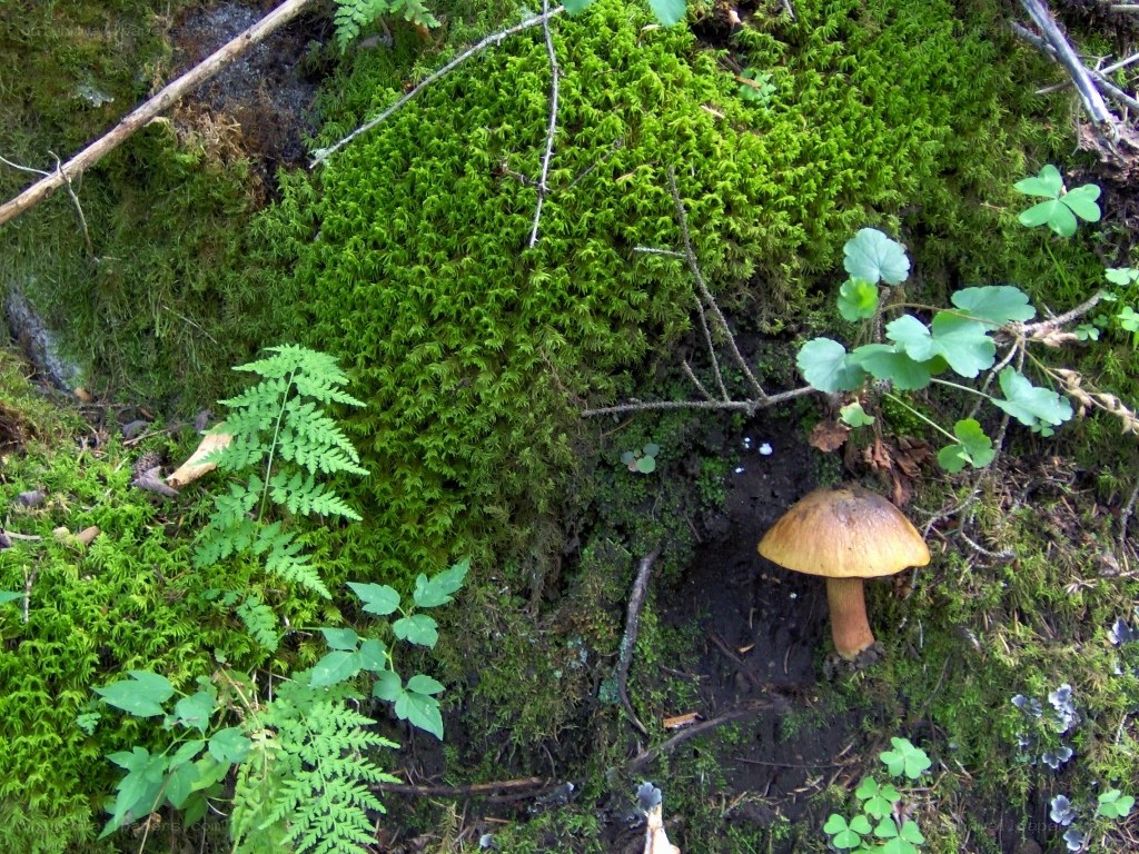 mushroom in forest moss