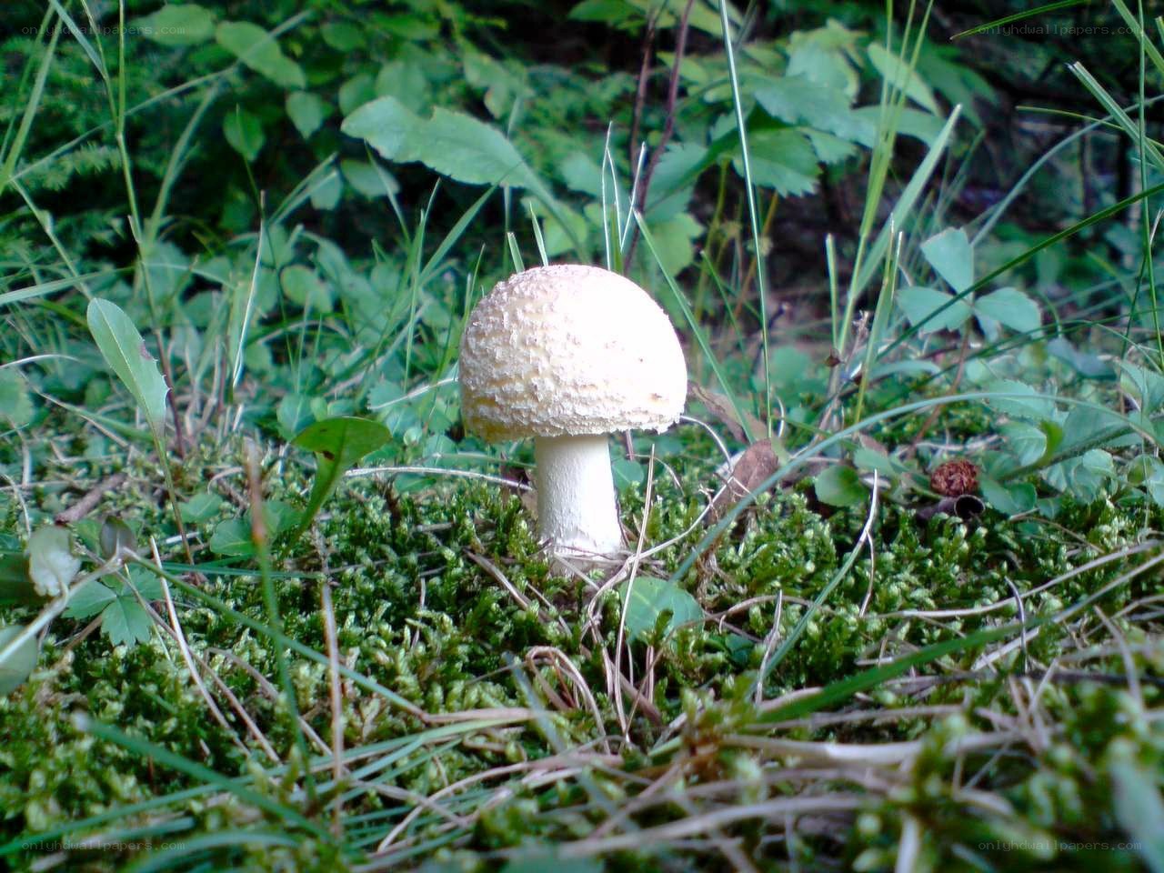 mushroom in forest moss