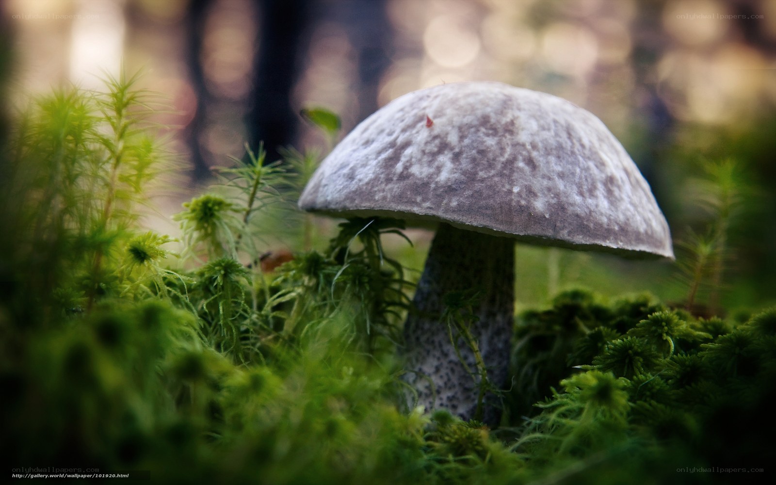 Mushroom in forest moss