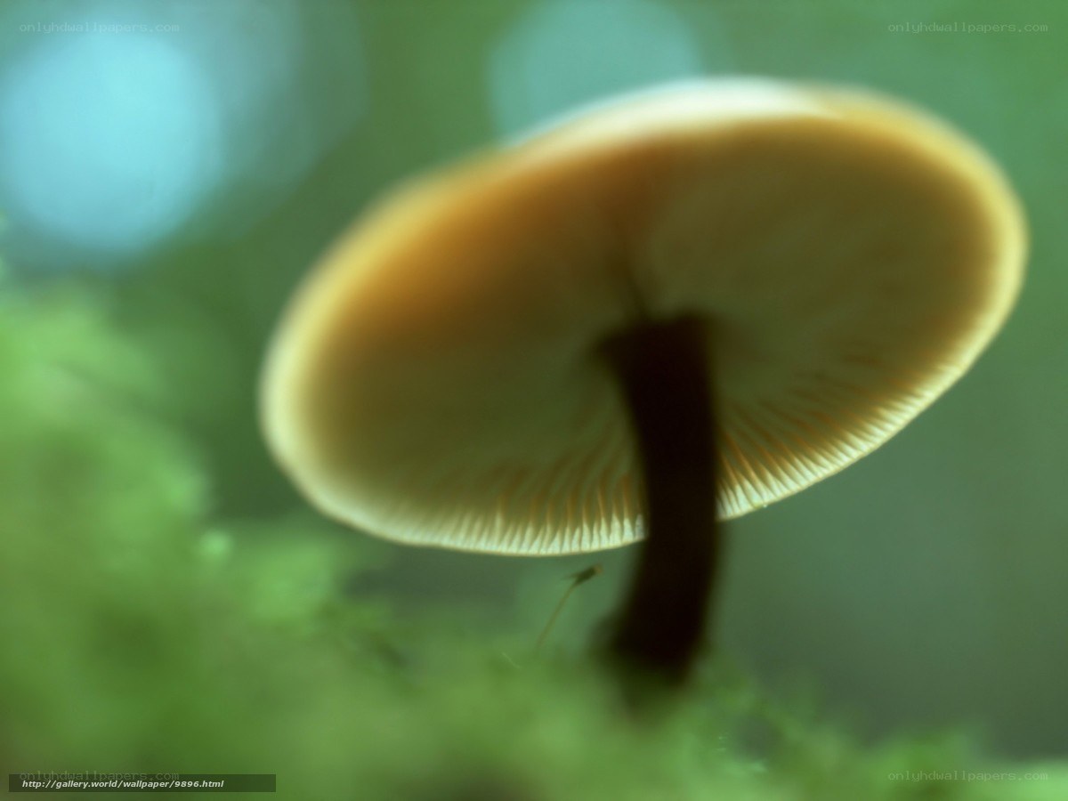 mushroom in forest moss