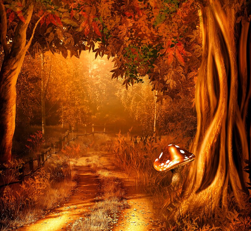 Mushroom in Forest — Orange