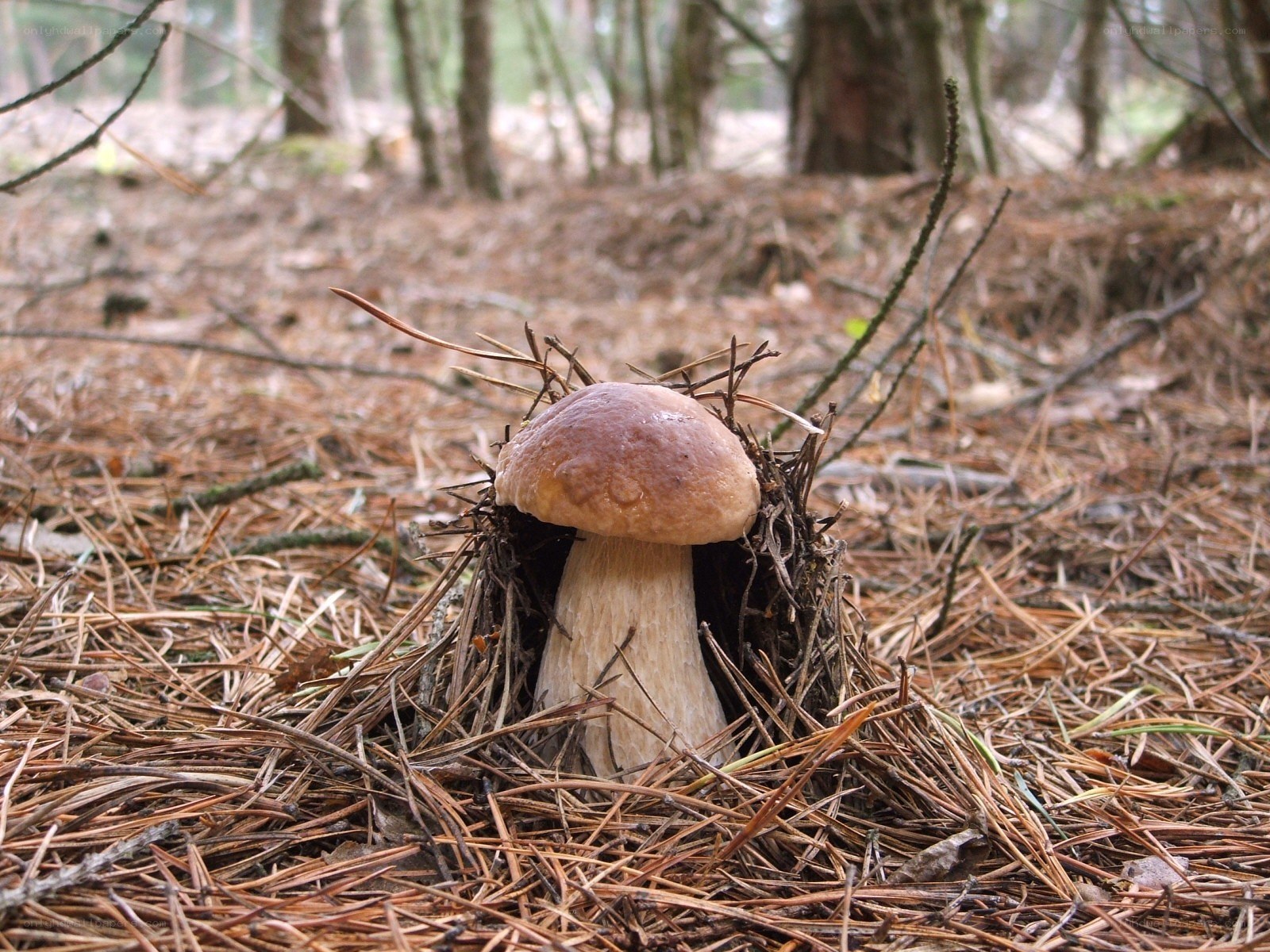 mushroom in forest pine needles