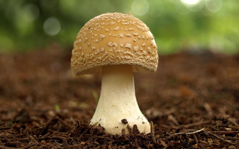 mushroom in forest soil