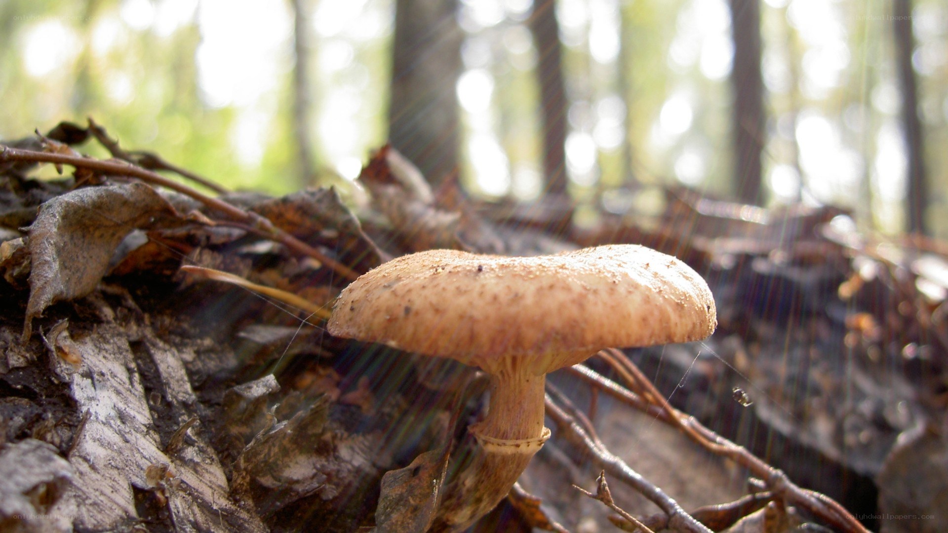 mushroom in forest sunlight