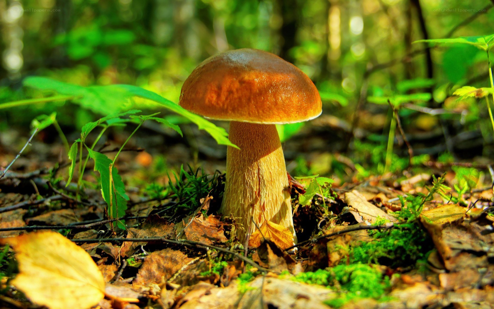 Mushroom in forest sunlight