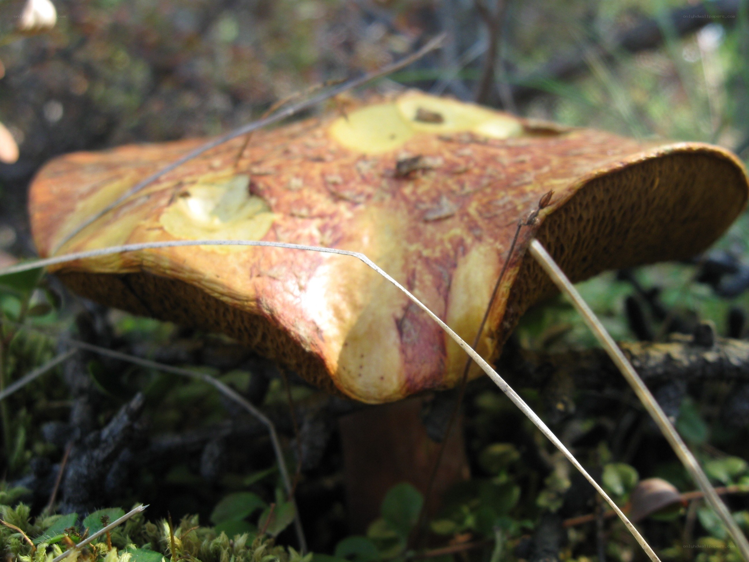 mushroom in forest undergrowth