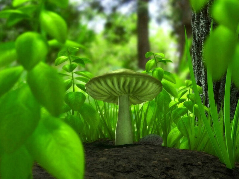 mushroom in forest undergrowth