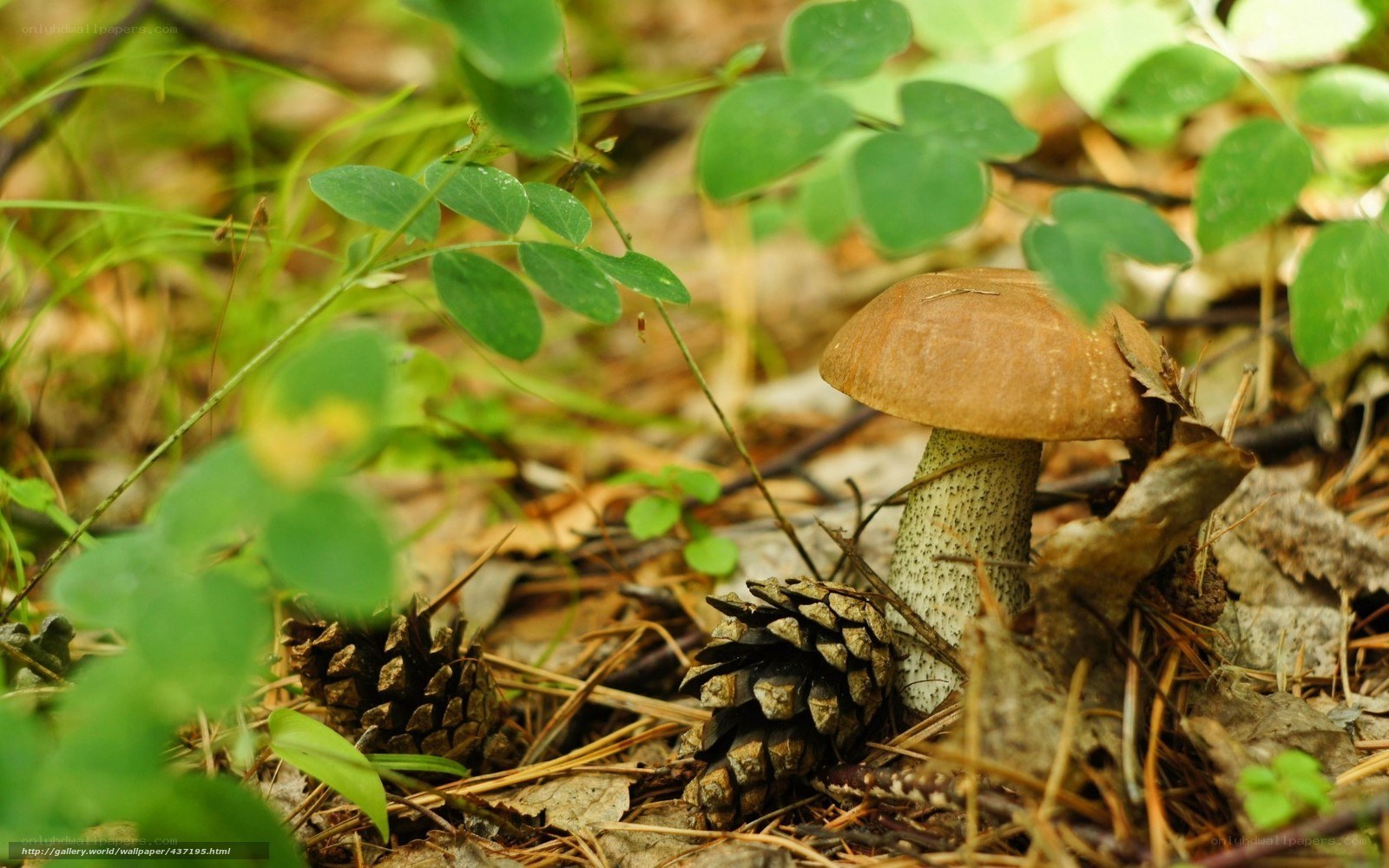 Mushroom in forest undergrowth