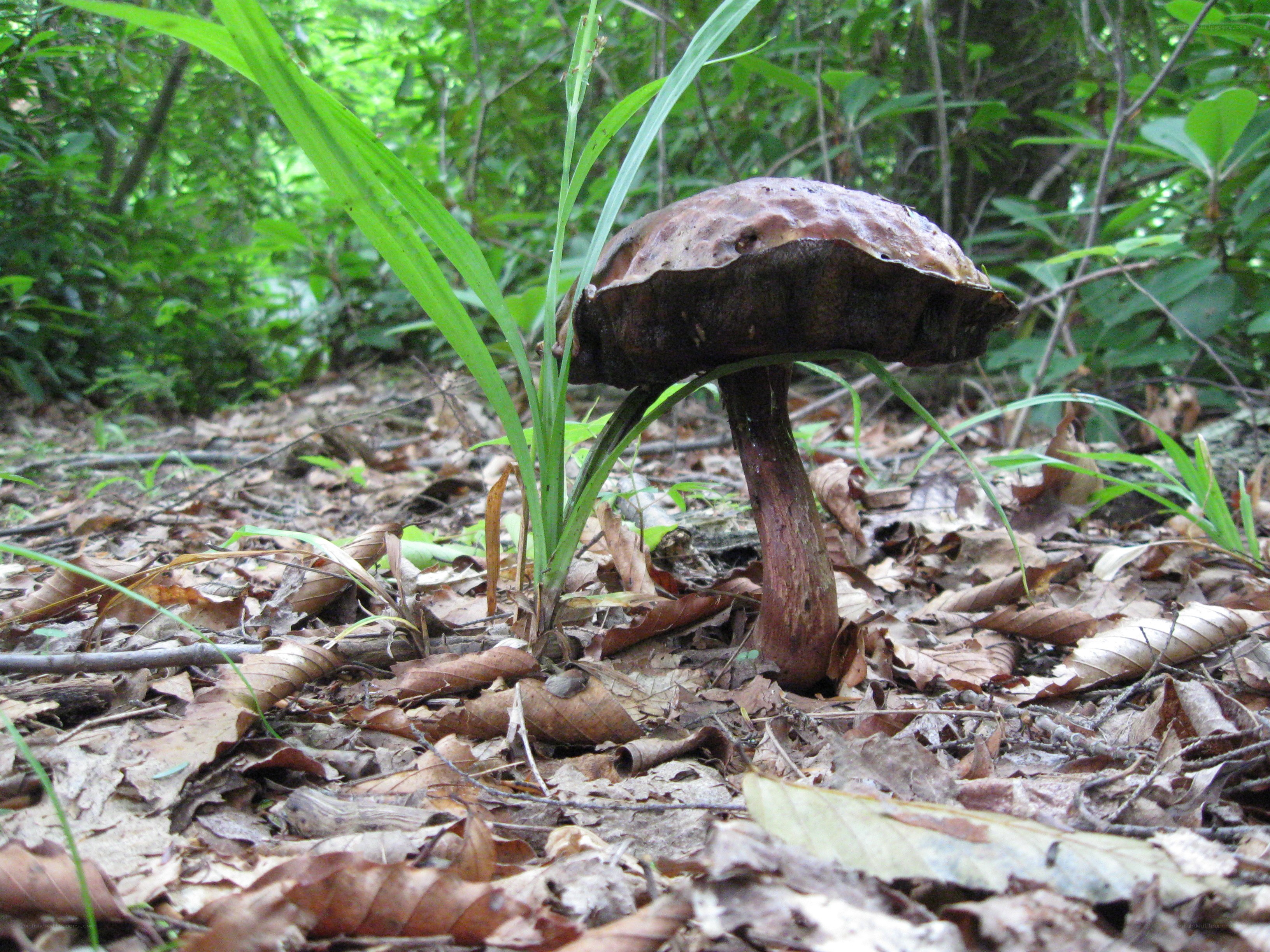 mushroom in forest undergrowth