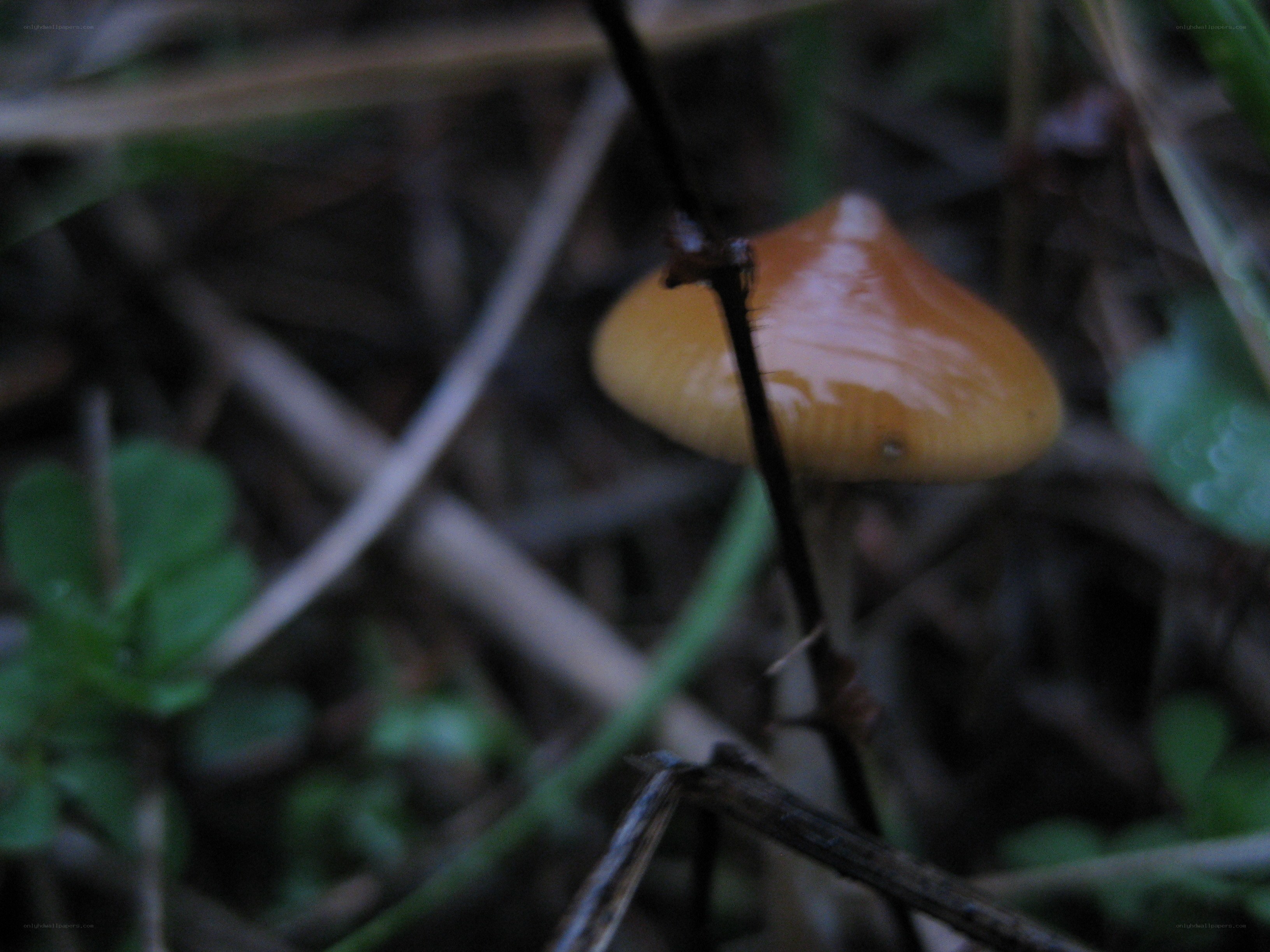 mushroom in forest undergrowth