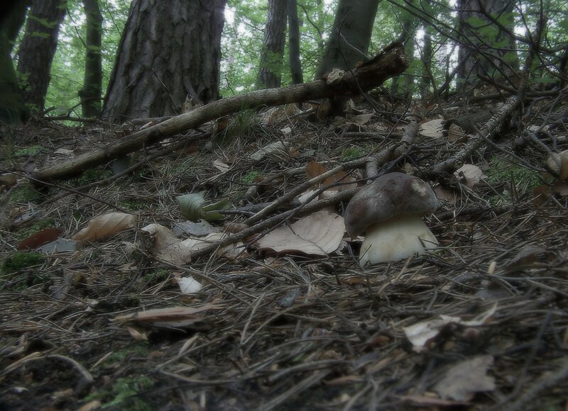 mushroom in forest undergrowth