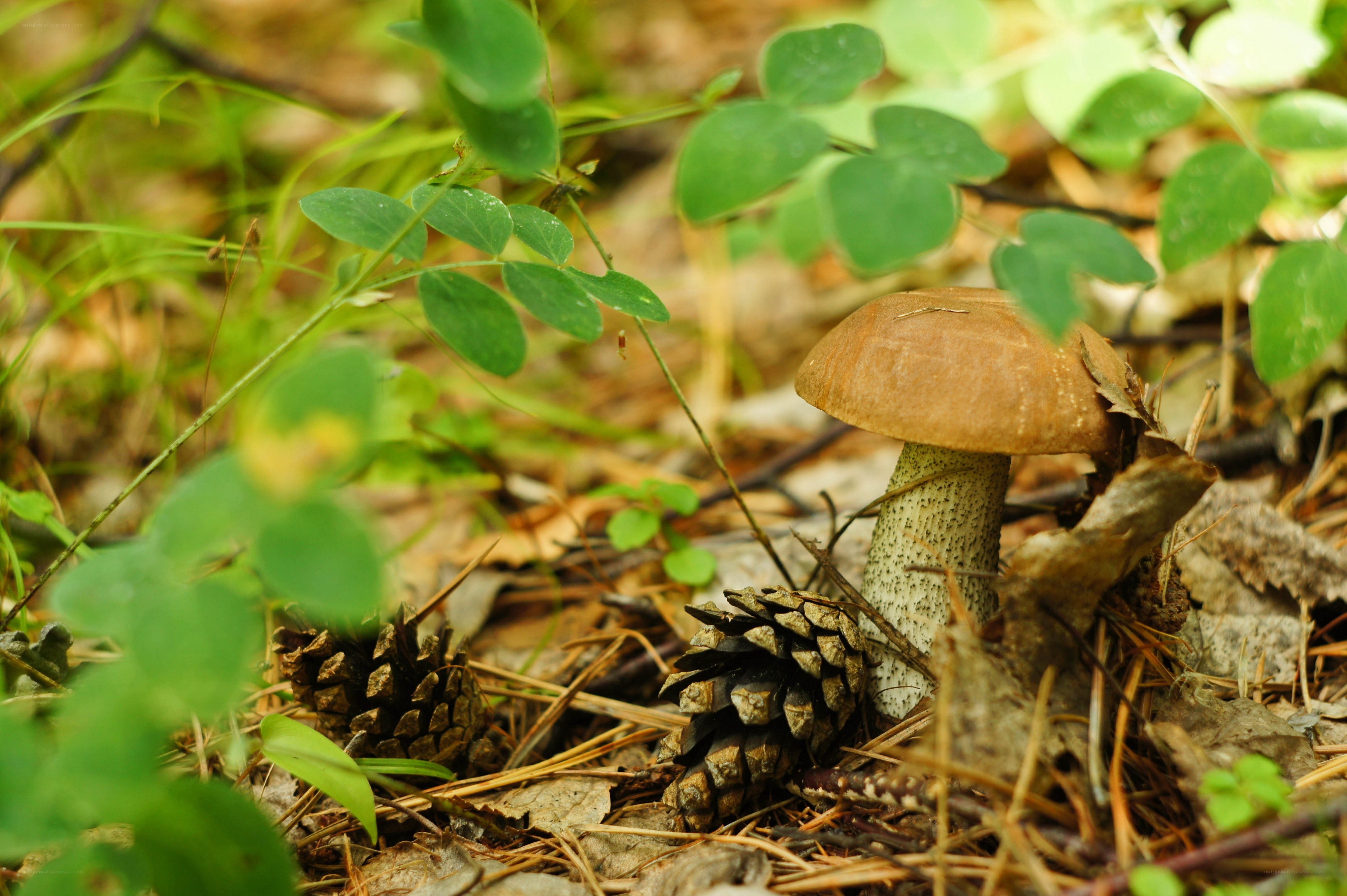 Mushroom in forest undergrowth