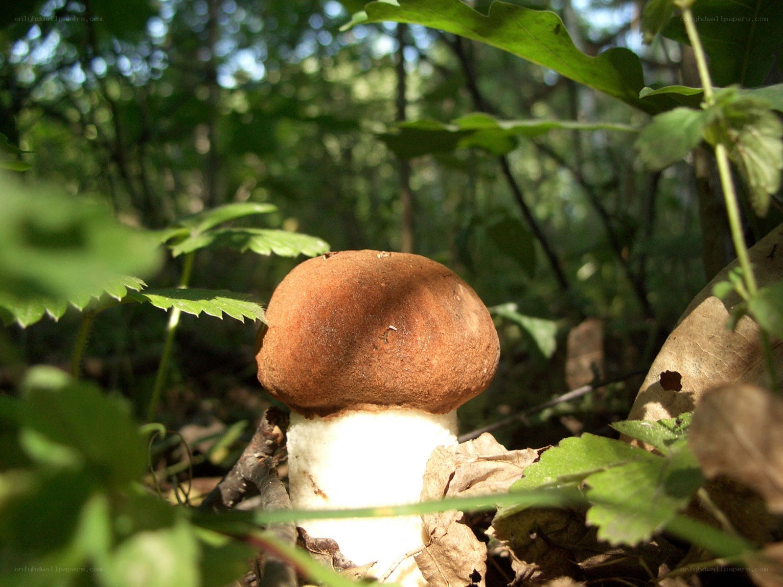 mushroom in forest undergrowth