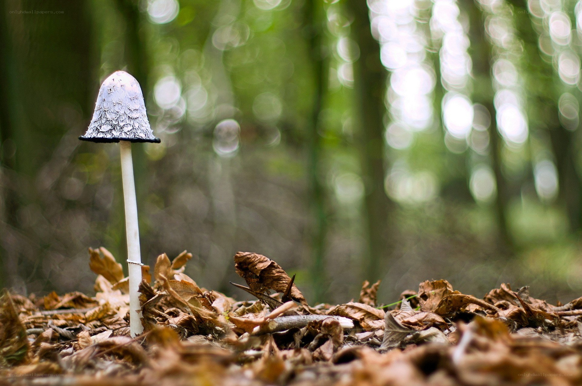 Mushroom in forest undergrowth