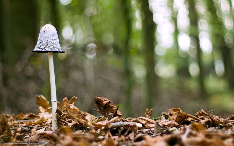 Mushroom in forest undergrowth