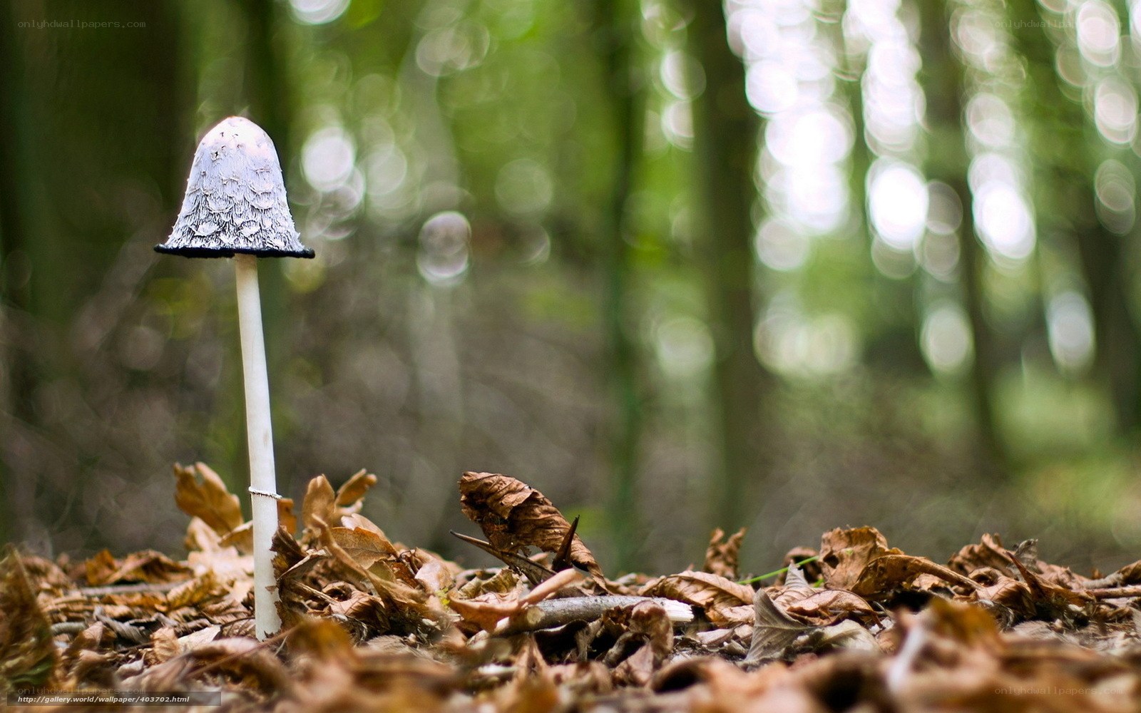 Mushroom in forest undergrowth