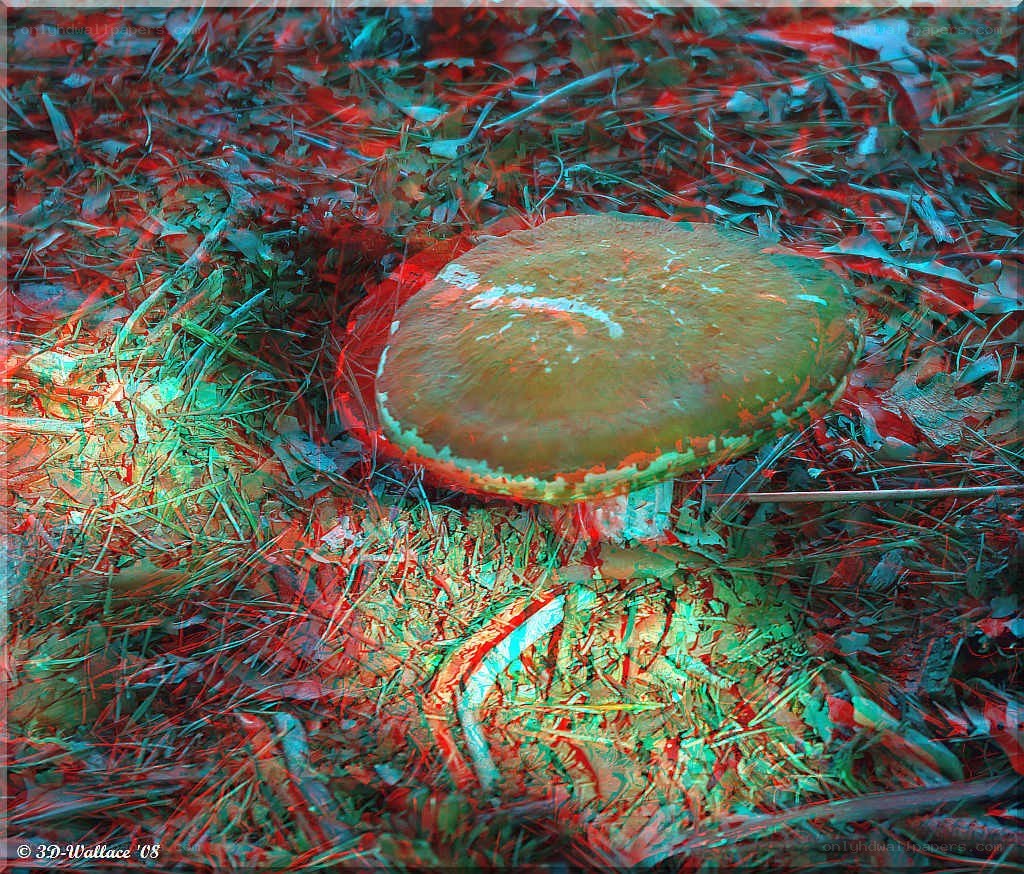 Mushroom in forest with anaglyph effect