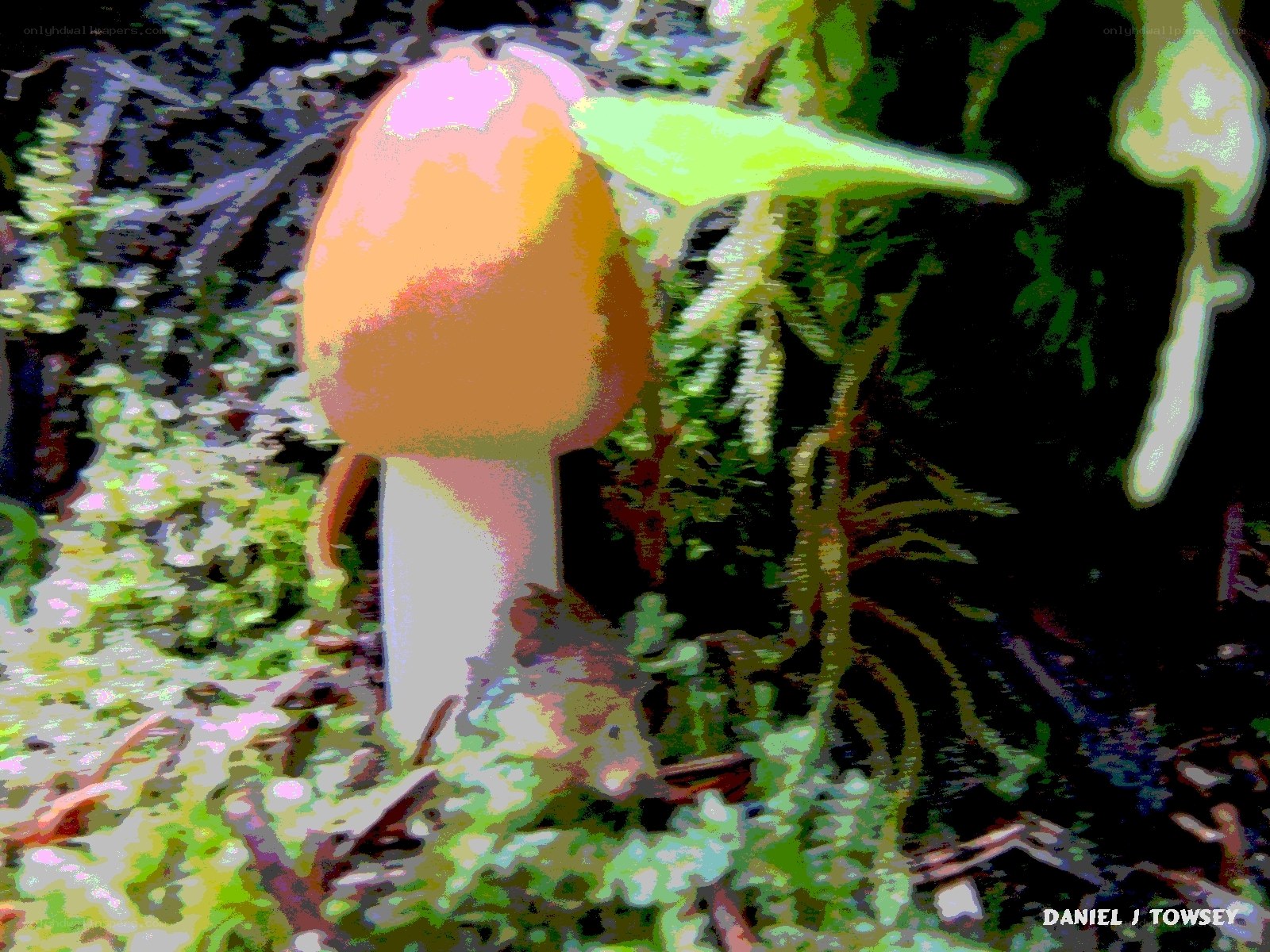 Mushroom in forest