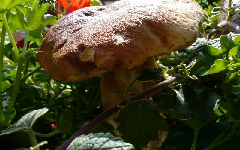 mushroom in garden foliage