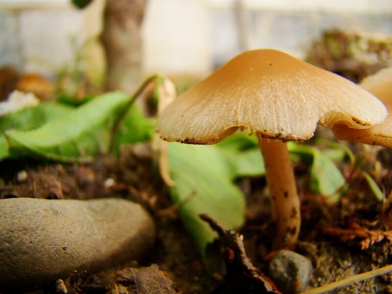 mushroom in garden soil