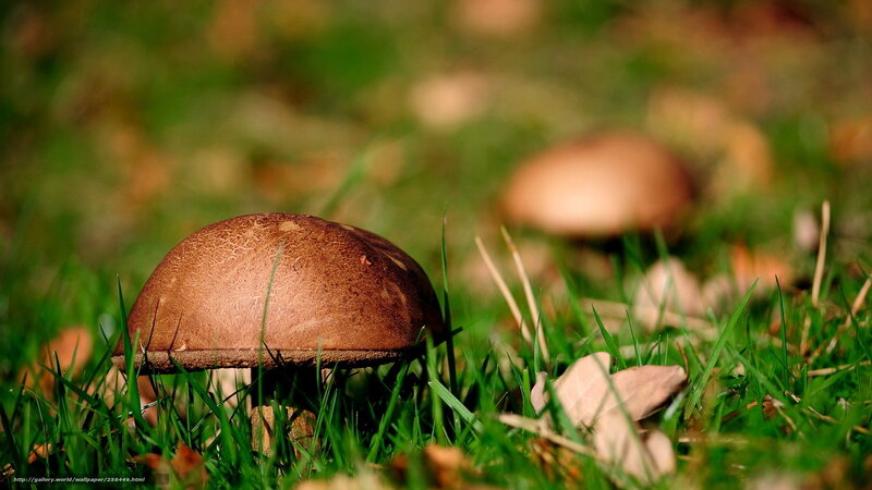 mushroom in grass