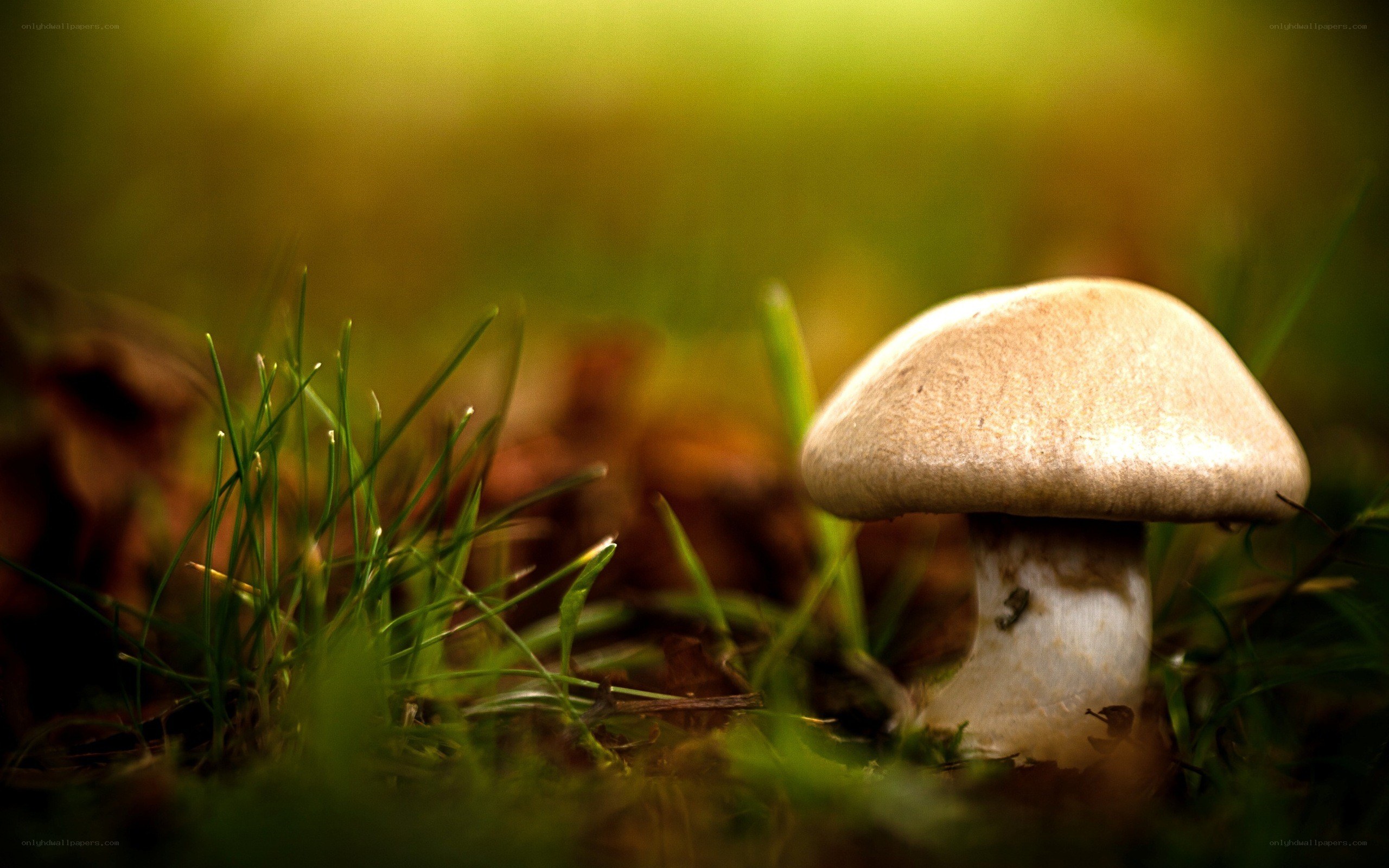mushroom in grass