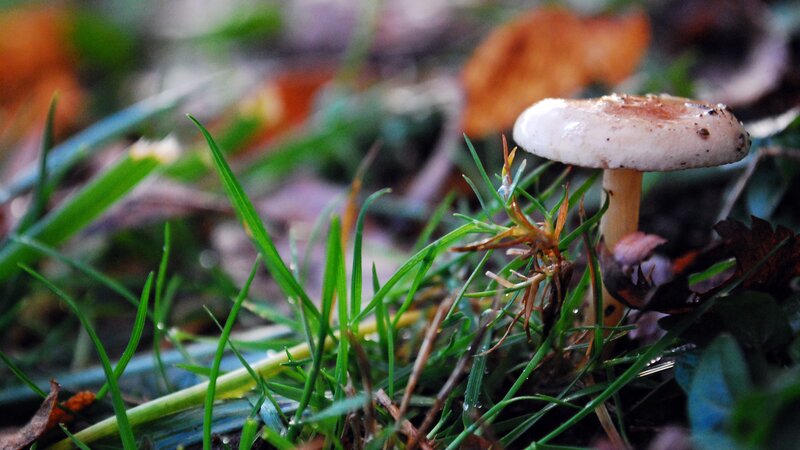mushroom in grass