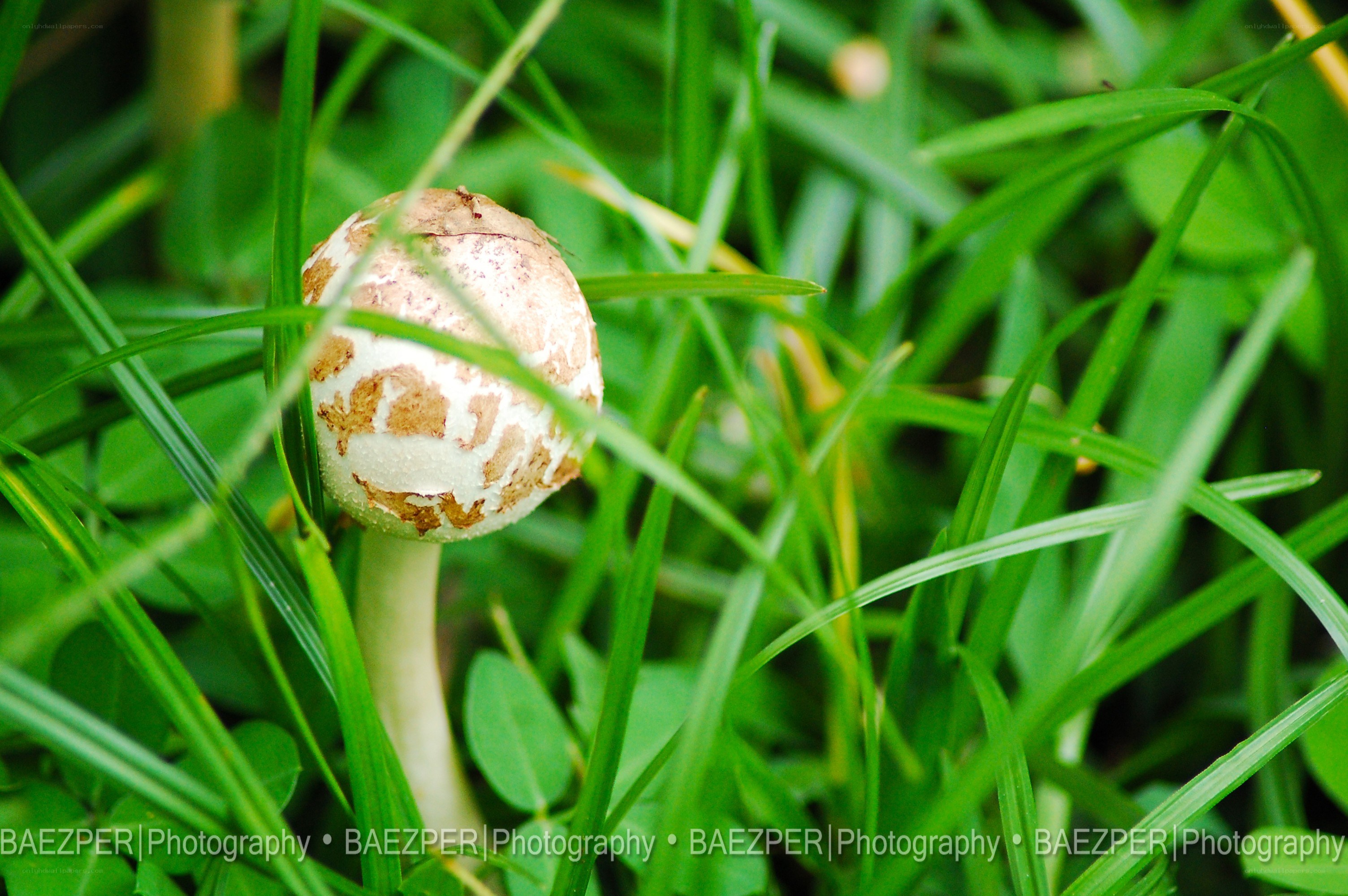 mushroom in grass