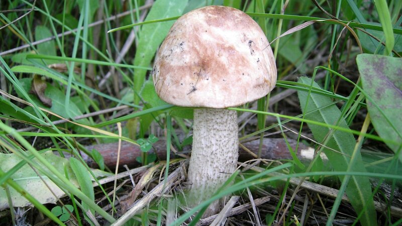mushroom in grass