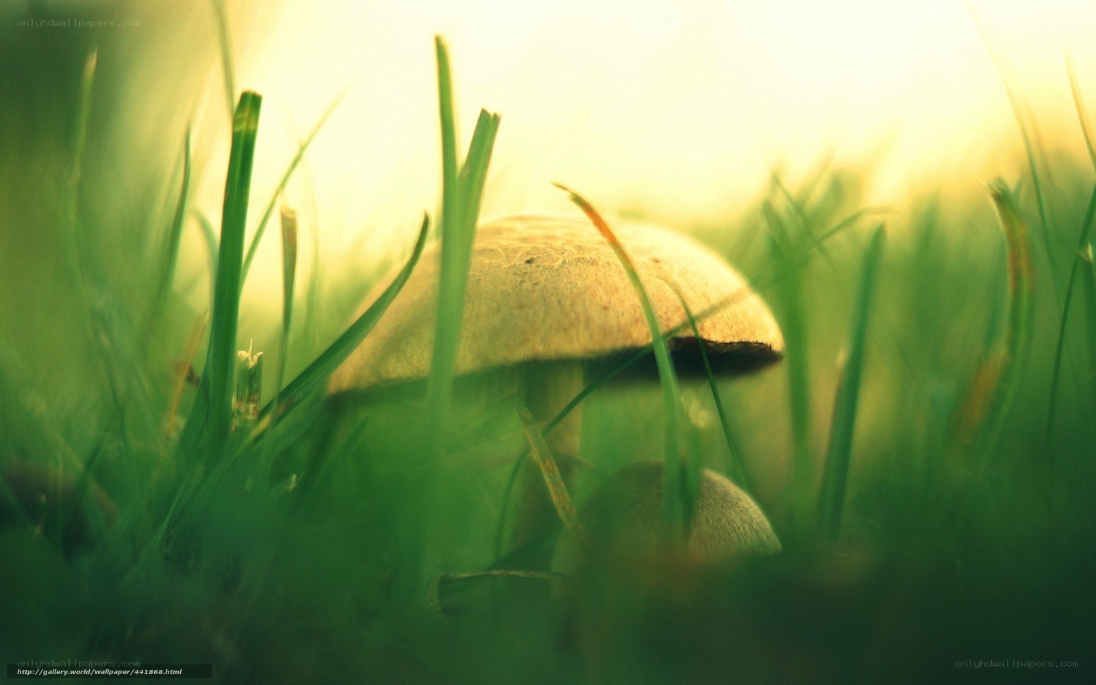 mushroom in grass at sunrise