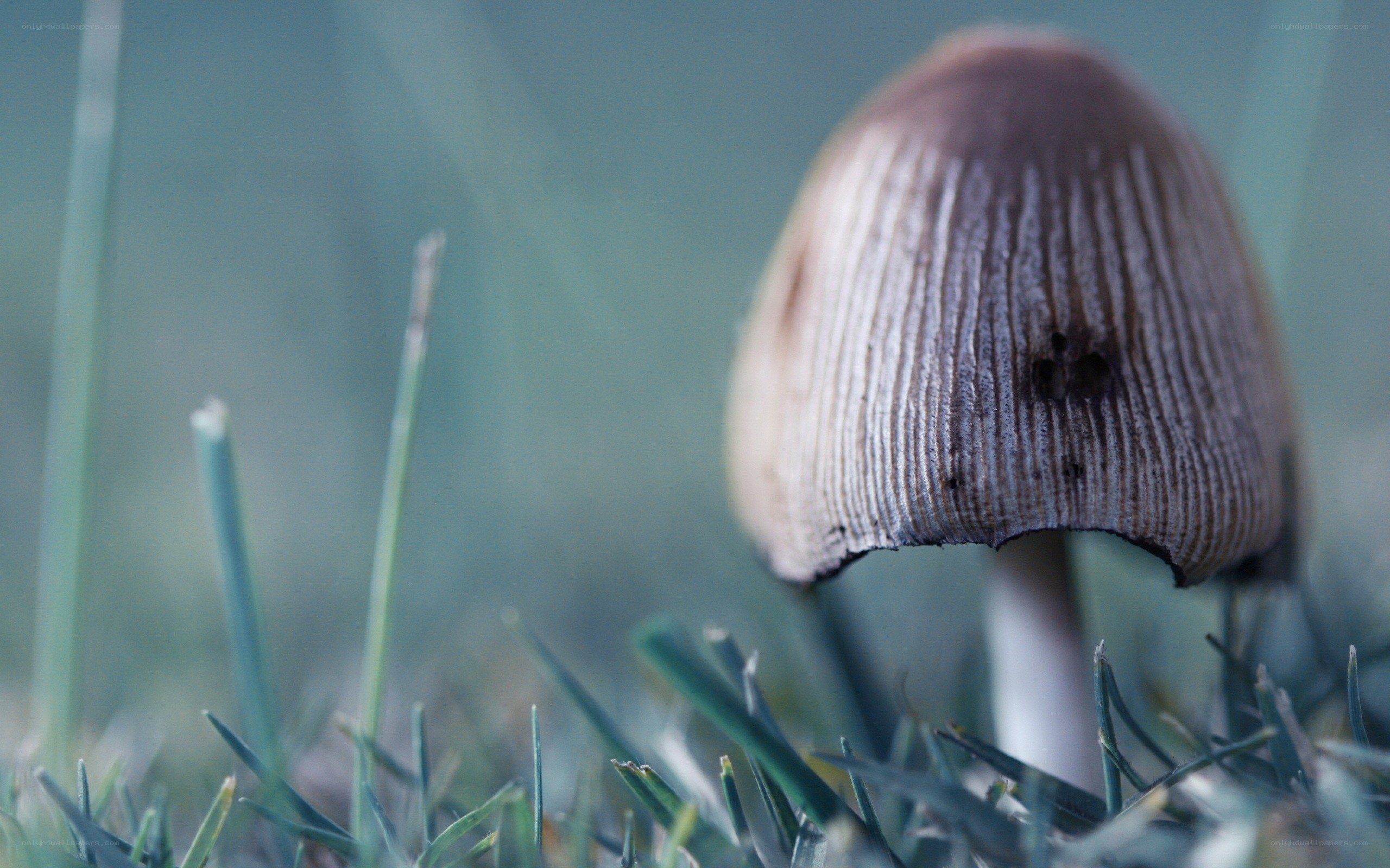 mushroom in grass close-up