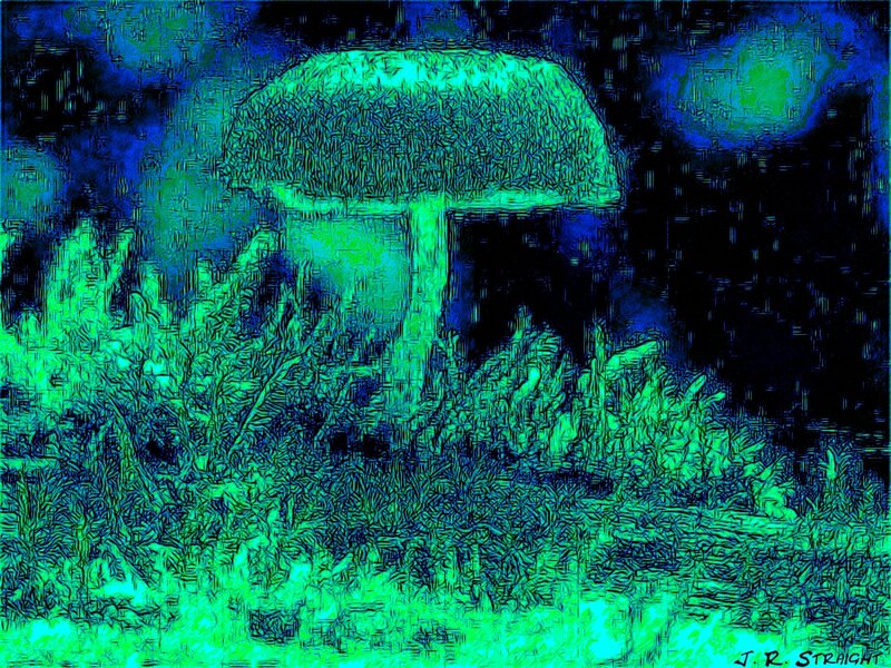 Mushroom in Grass — Green, Dark