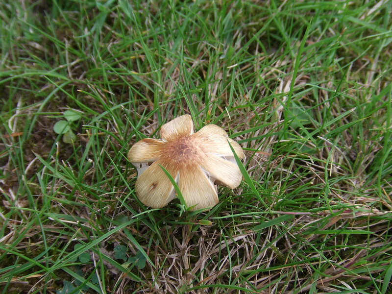 Mushroom in Grass — Green, Natural, Afternoon, Photograph, Clover