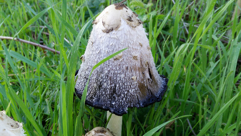 Mushroom in Grass — Green, Natural, Afternoon