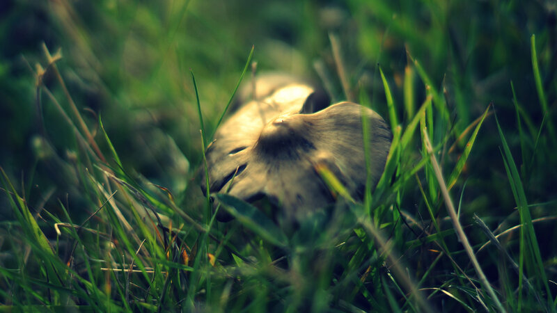 Mushroom in Grass — Green, Natural, Photograph