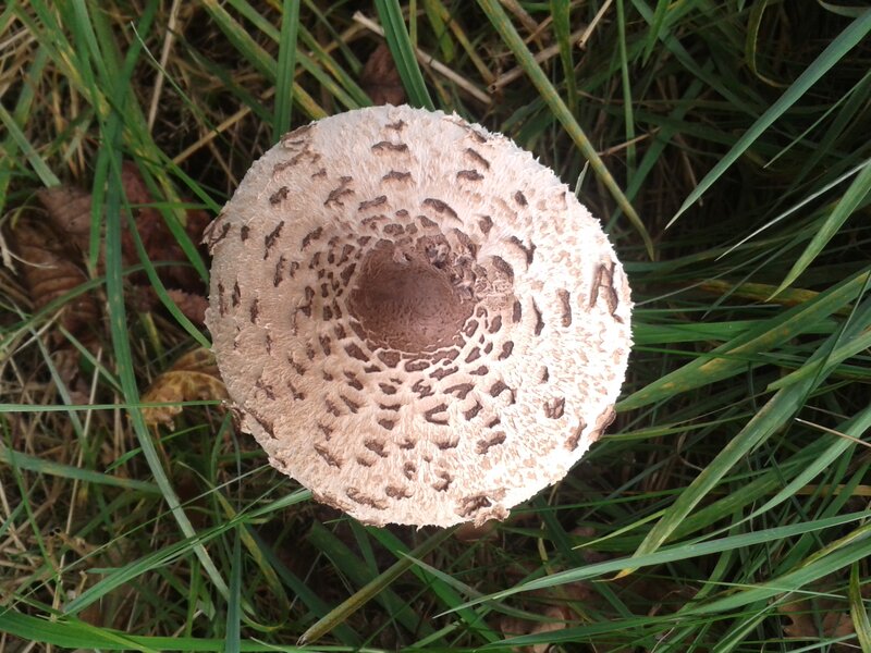 Mushroom in Grass — Green, Natural
