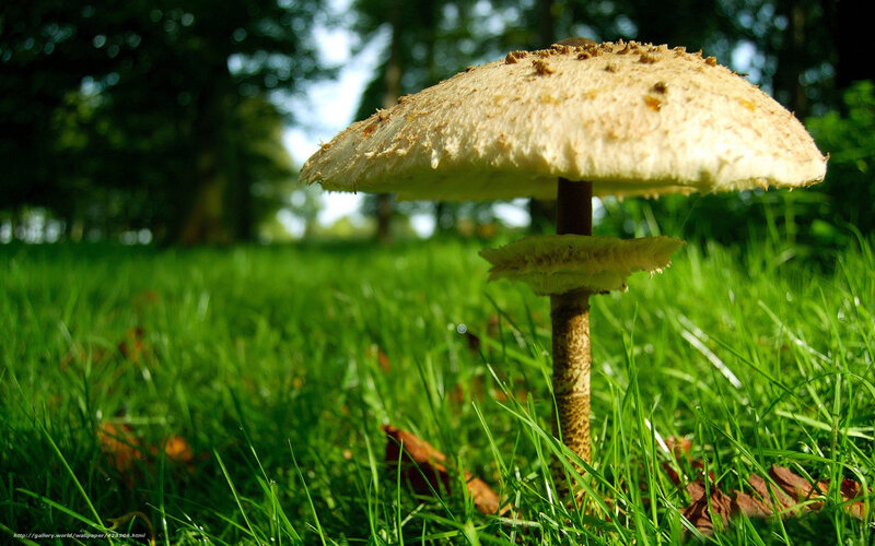 Mushroom in Grass — Green, Serene, Afternoon, Photograph, Trees