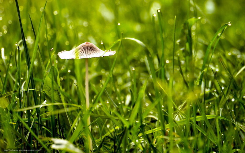 Mushroom in Grass — Green, Serene, Morning, Photograph, Dew Drops, Sunlight
