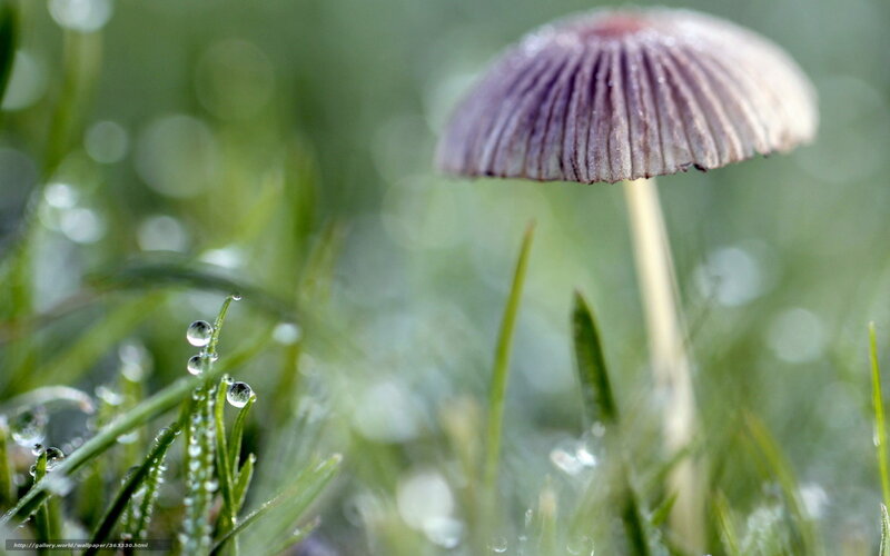 Mushroom in Grass — Green, Serene, Morning, Photograph, Dew Drops